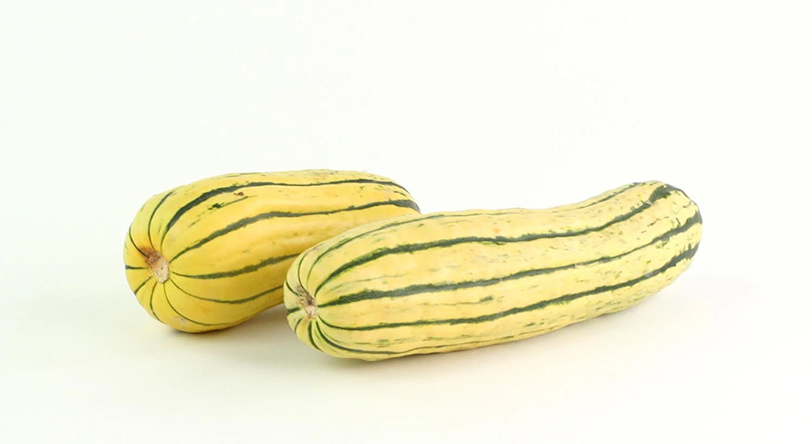 delicata