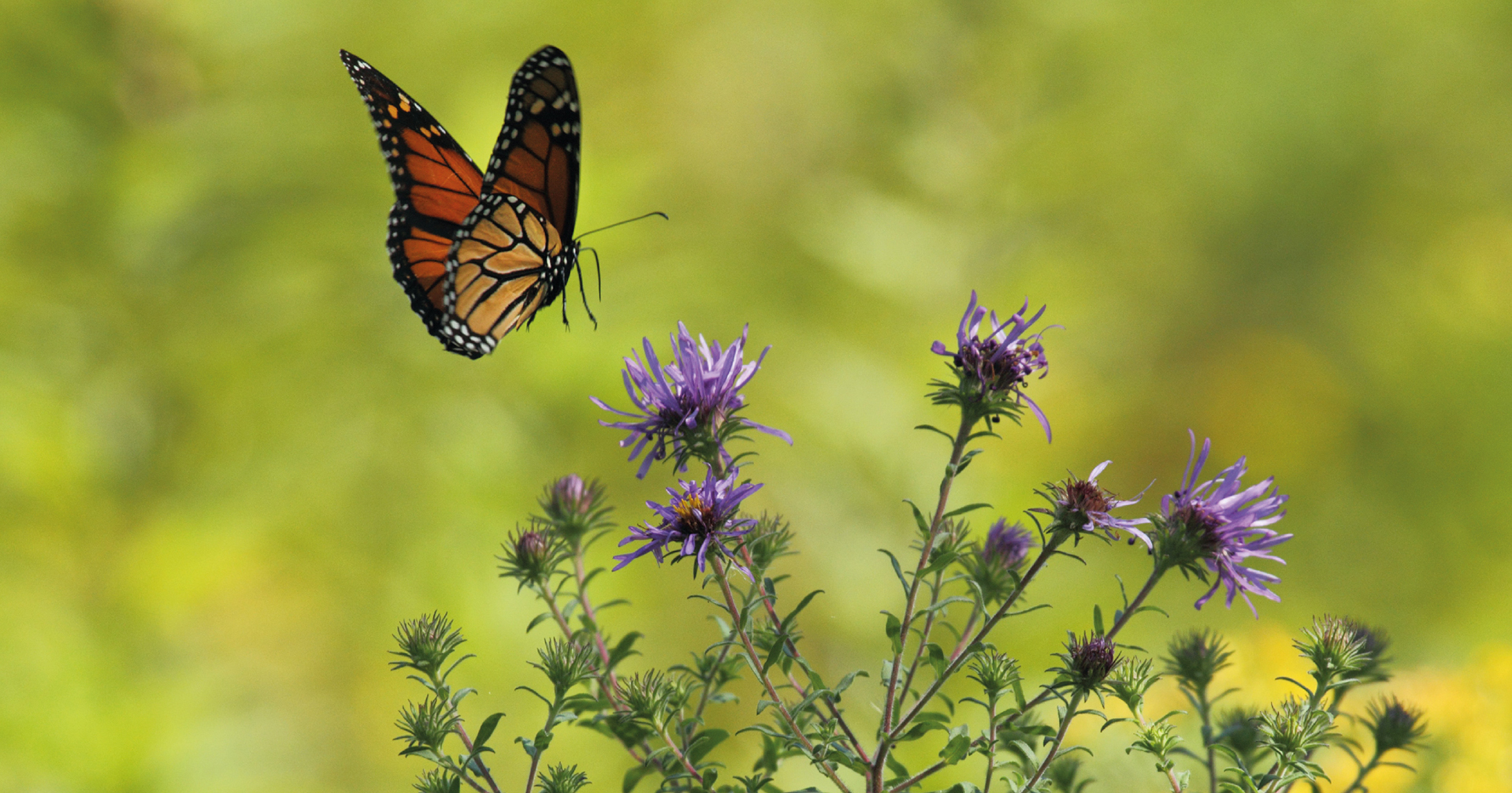 Pollinisateurs et plantes : une histoire d’amour