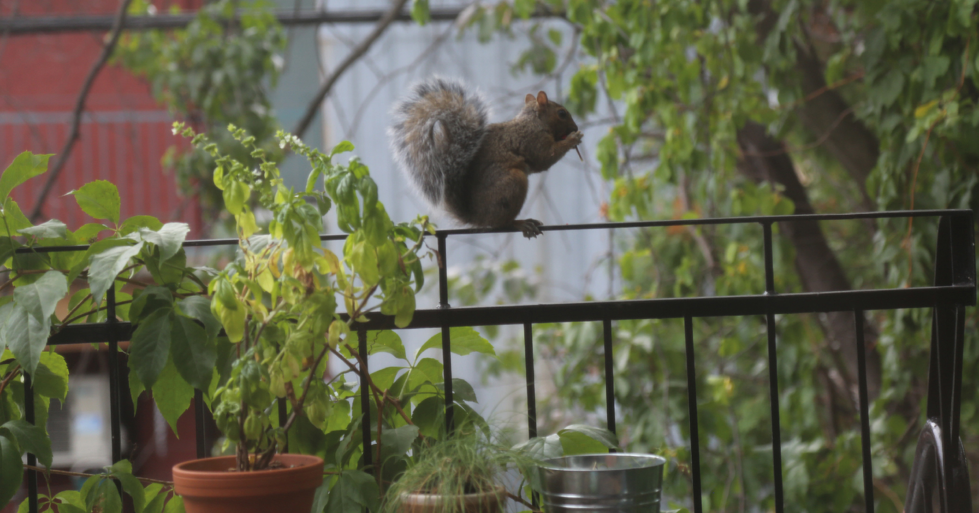 Astuces pour éloigner les écureuils du jardin