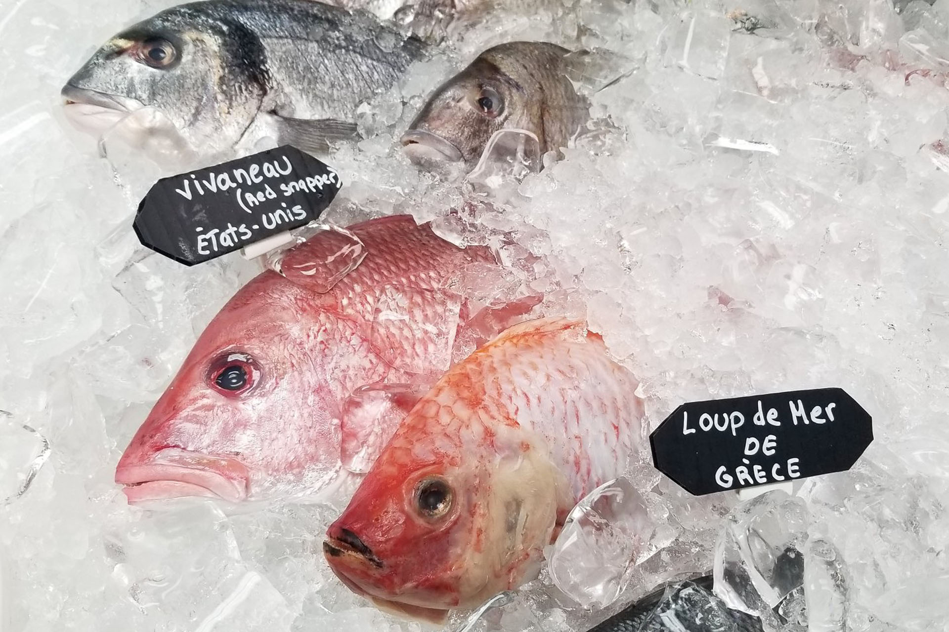 Poissonnerie Dorade Rose