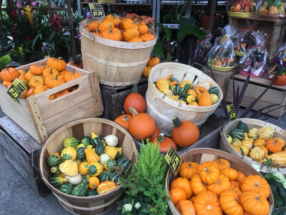 Célébrer l'automne sur l'Avenue