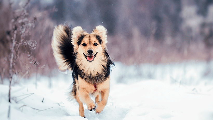 Mondou boutique pour animaux