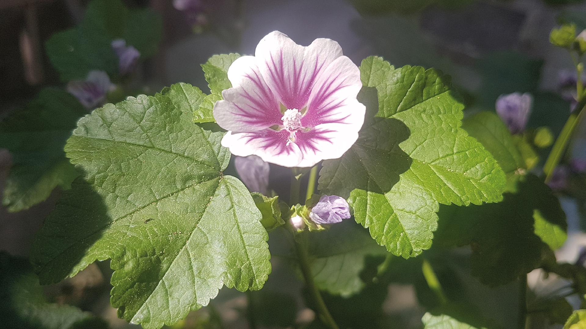 Plantes comestibles de nos trottoirs