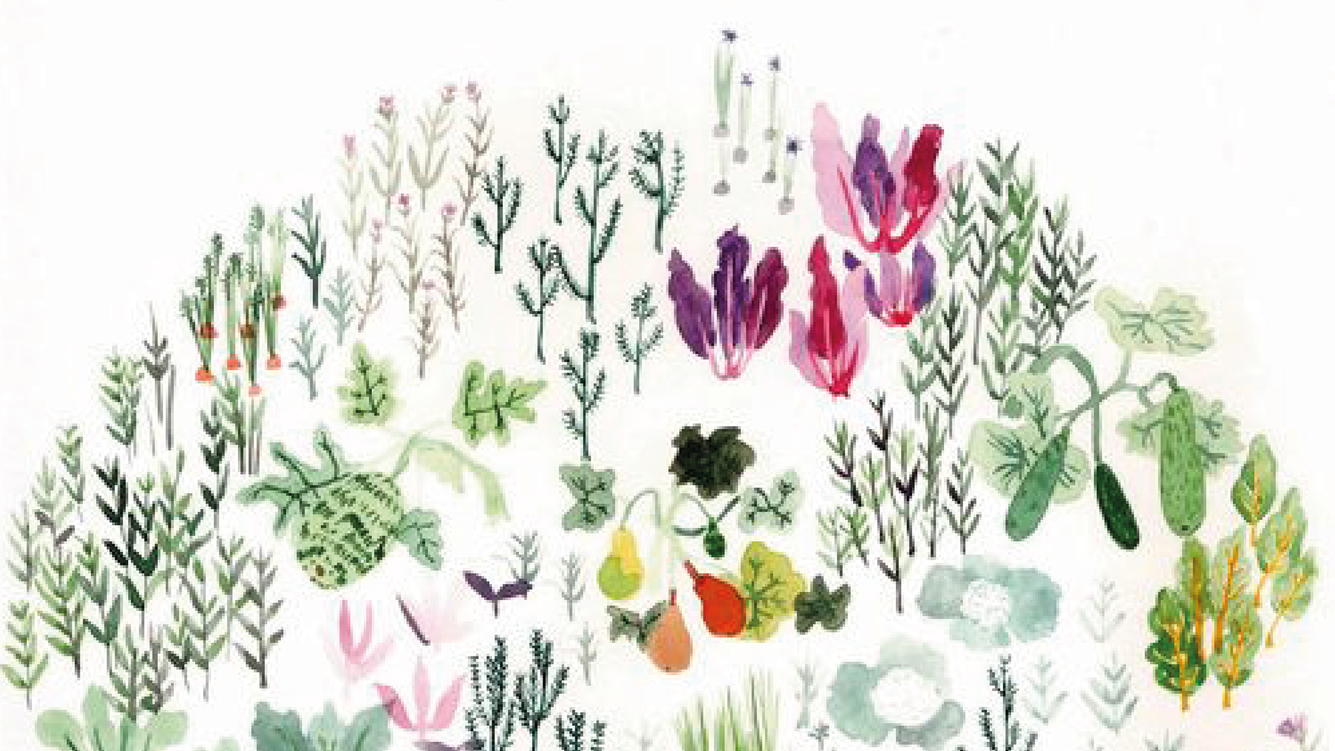 Les familles botaniques du potager