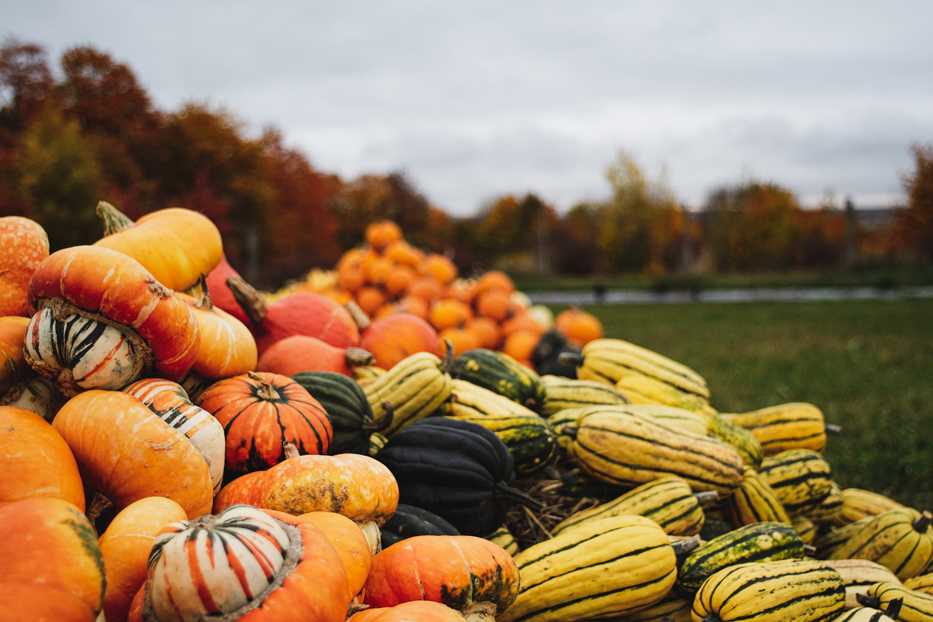 Connaissez-vous les courges ?