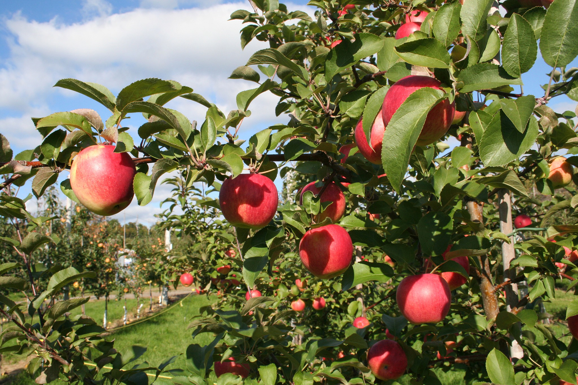 La saison des pommes